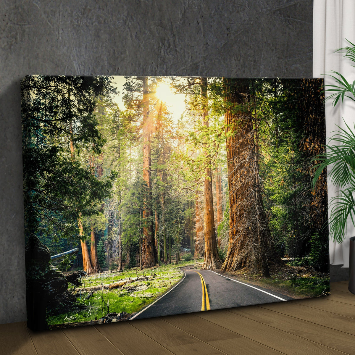 Sequoia Tree Lane Canvas Wall Art
