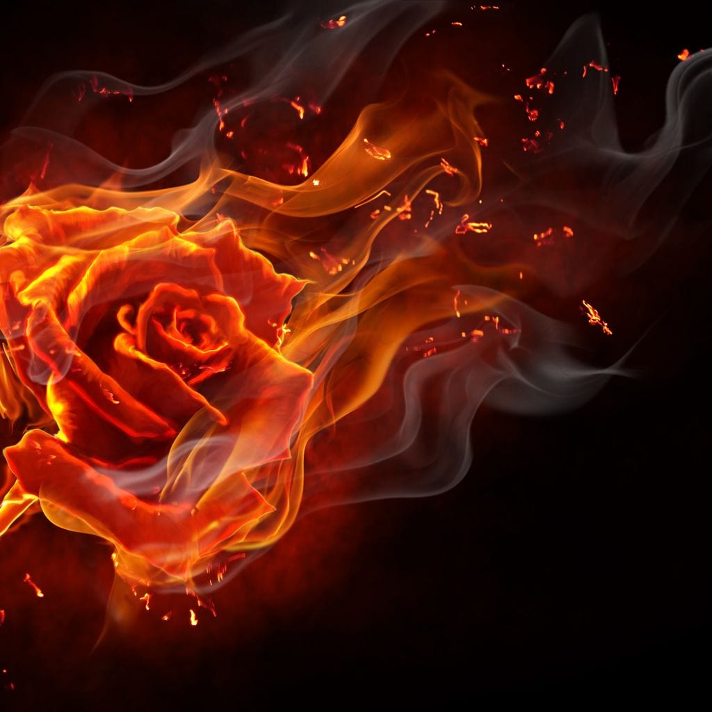Rose on Fire Canvas Wall Art