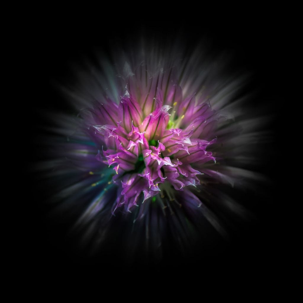 Flowers Color Flow Canvas Wall Art