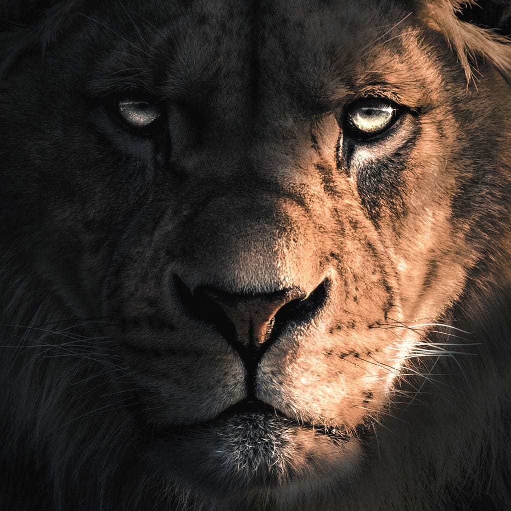 Lion Dark Canvas Wall Art