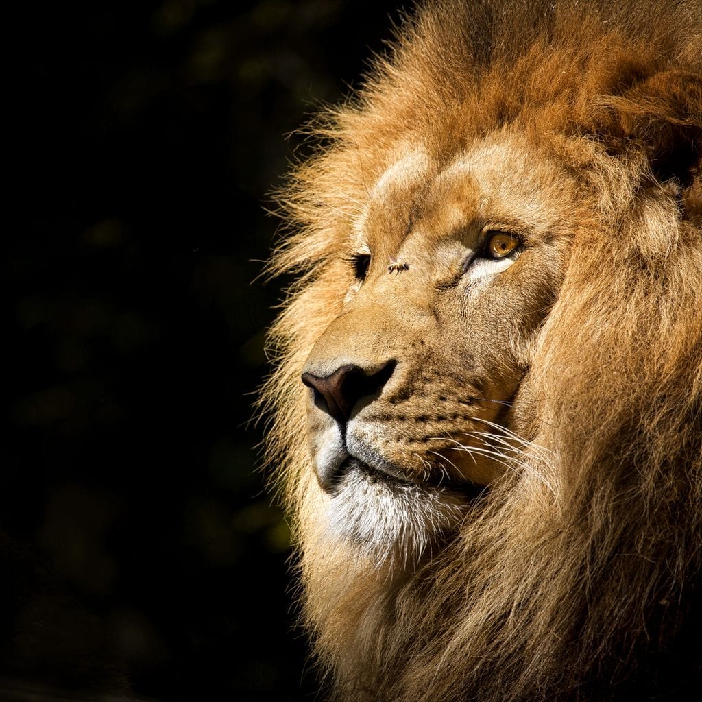 Lion View Canvas Wall Art