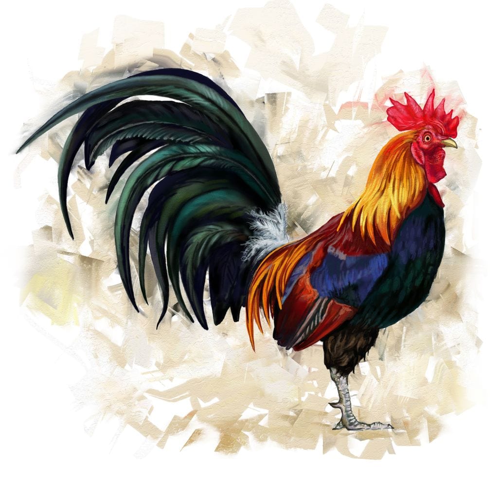 Rooster Canvas Wall Art