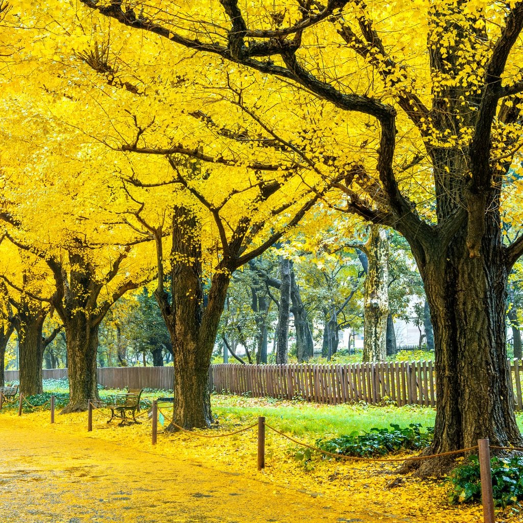 Yellow Ginkgo Trees Canvas Wall Art