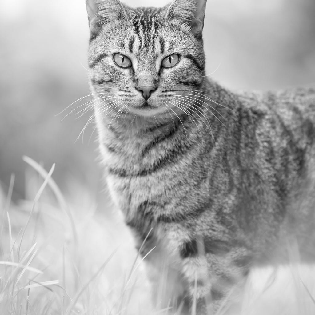 Black & White Kitty Cat Canvas Wall Art