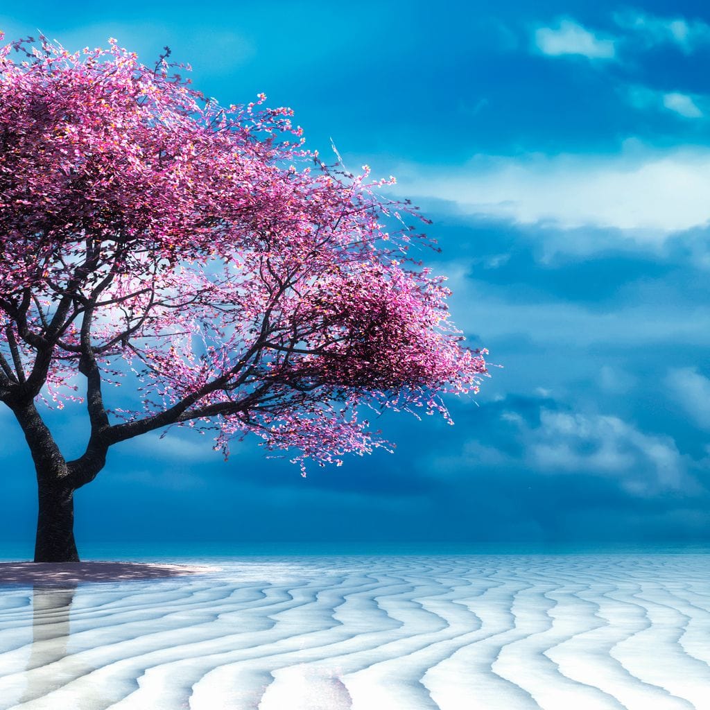 Lone Pink Tree Canvas Wall Art