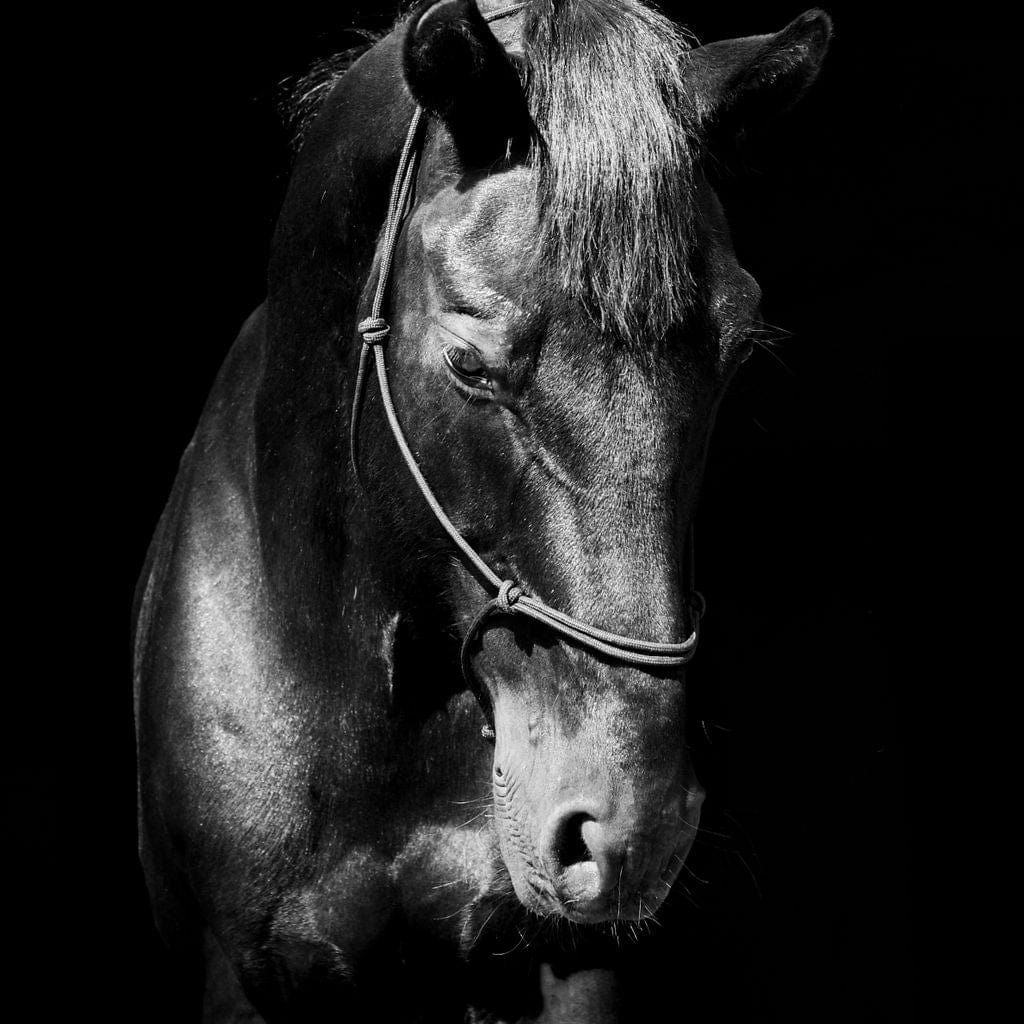 Black & White Horse Head Canvas Wall Art