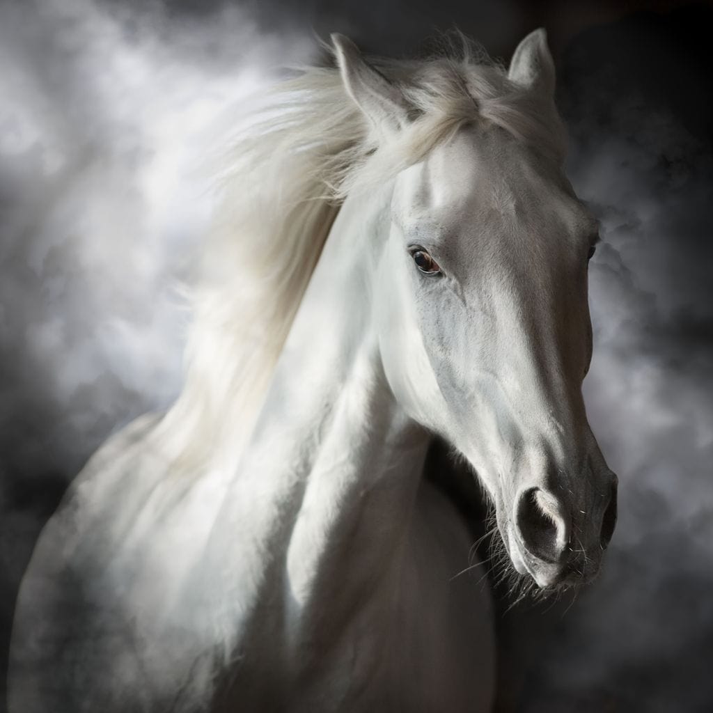White Stallion Canvas Wall Art