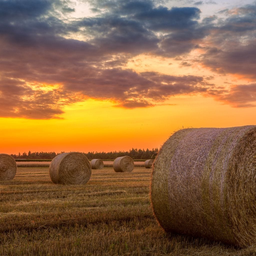 Hay Bales Sunset Canvas Wall Art