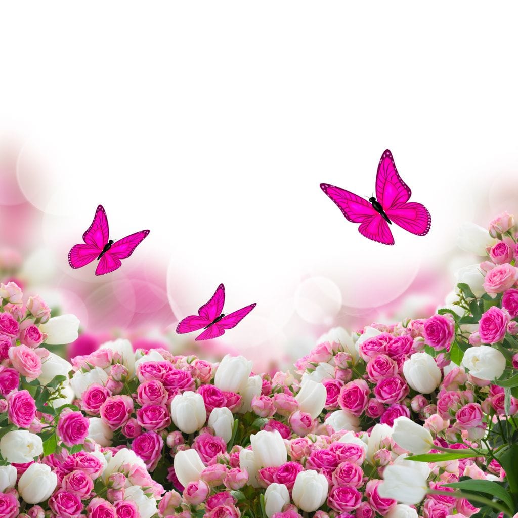 Pink Roses & Butterflies Canvas Wall Art