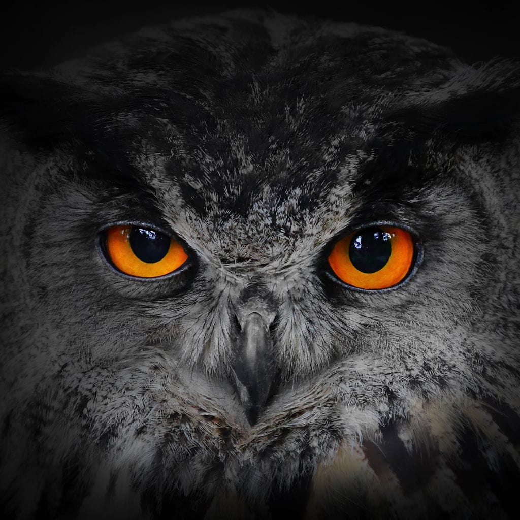 Black & White Owl with Orange Eyes Canvas Wall Art