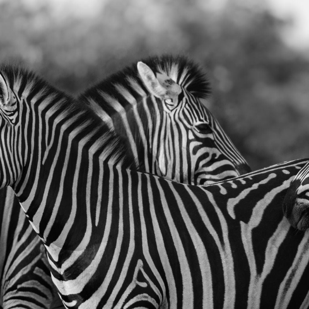 Zebra Herd in Black & White Canvas Wall Art