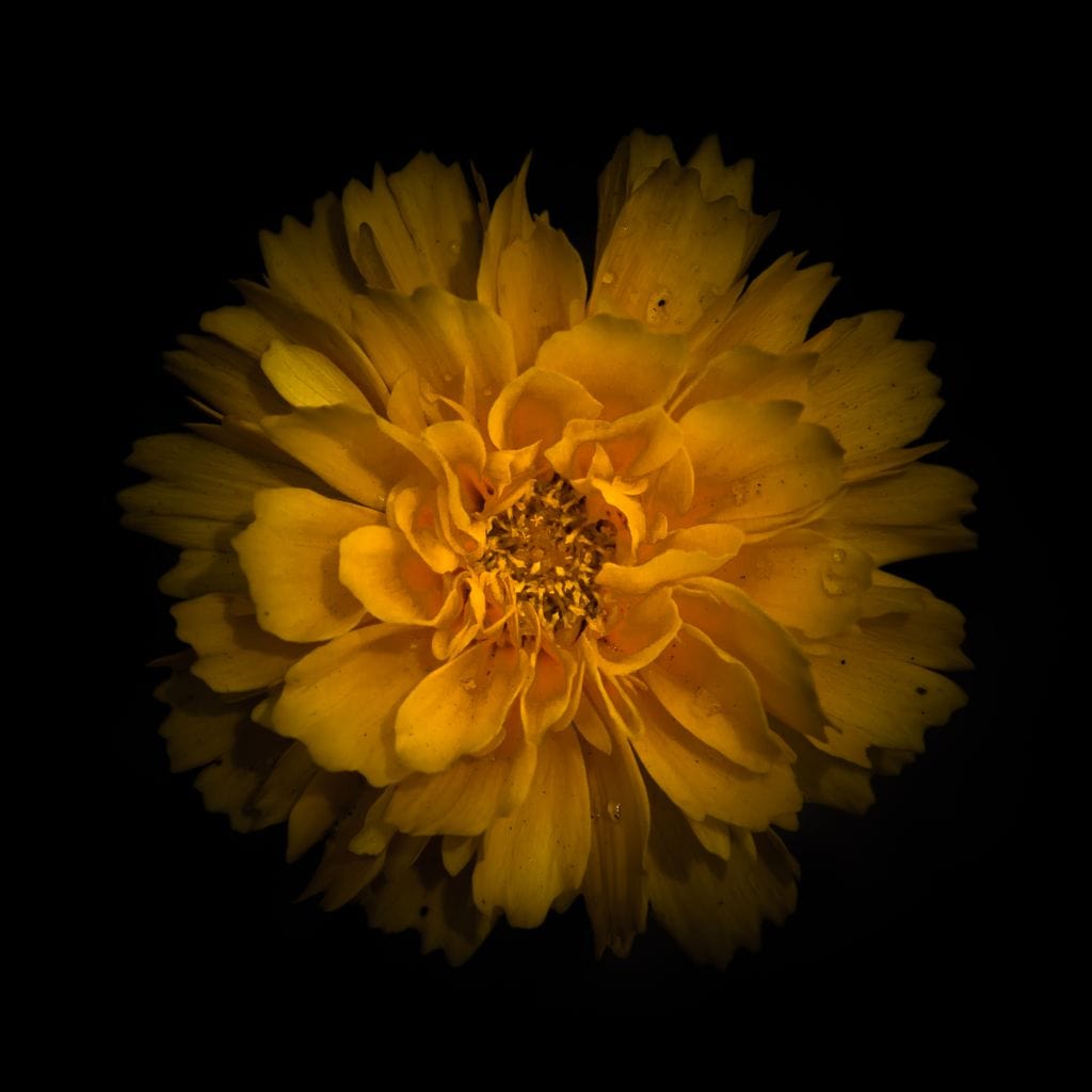 Orange Background Flowers Canvas Wall Art