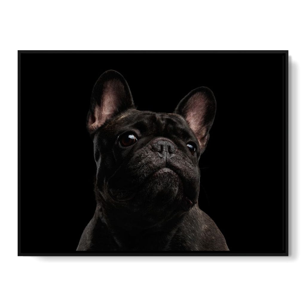 Black French Bulldog Canvas Wall Art