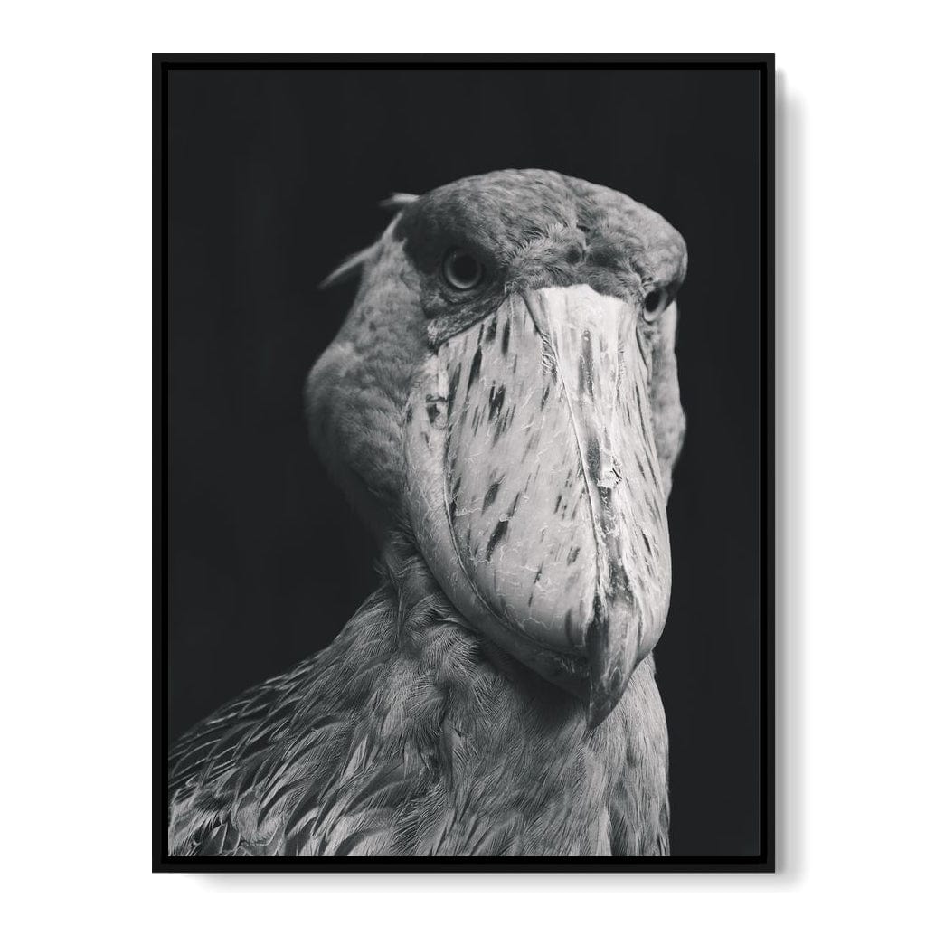 Black and White Shoebill Stork Canvas Wall Art