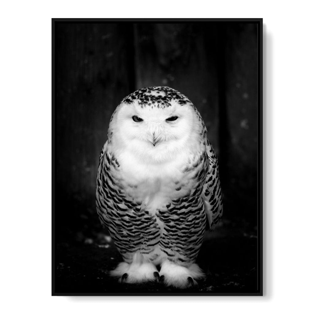 Black and White Snowy Owl Canvas Wall Art