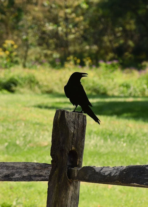 Raven Crow Metal Bird Yard Garden Art - Back View - - Great Gift - 8 inches - metal sign