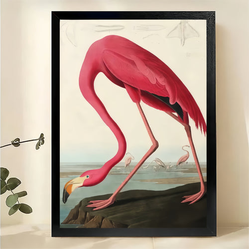 Flamingo Wall Art - Vintage Audubon Style Print