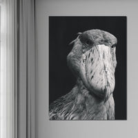 Black and White Shoebill Stork Canvas Wall Art