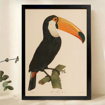 Toucan on Branch Wall Art - Vintage Botanical Illustration Canvas Print