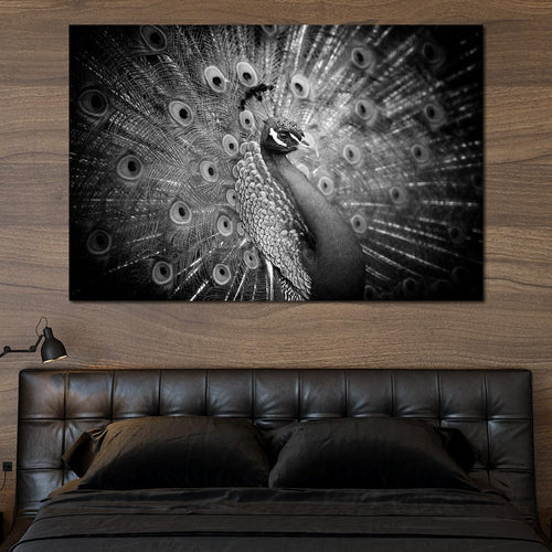 Black and White Peacock Canvas Wall Art