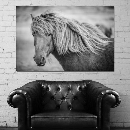 Icelandic Horse in Black & White Canvas Wall Art