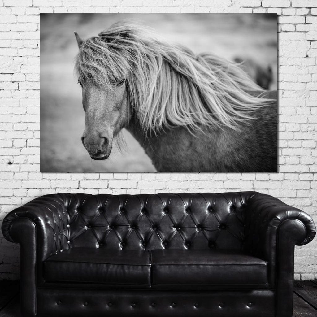 Icelandic Horse in Black & White Canvas Wall Art