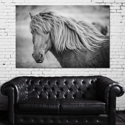 Icelandic Horse in Black & White Canvas Wall Art