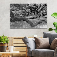 Monochrome Angel Oak Tree Canvas Wall Art II