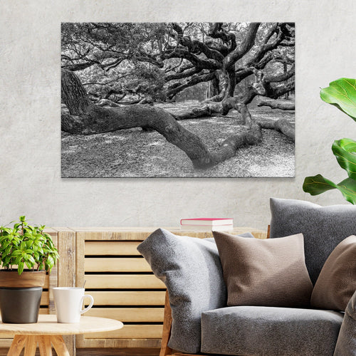 Monochrome Angel Oak Tree Canvas Wall Art II