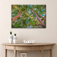 Rainbow Eucalyptus Tree Canvas Wall Art