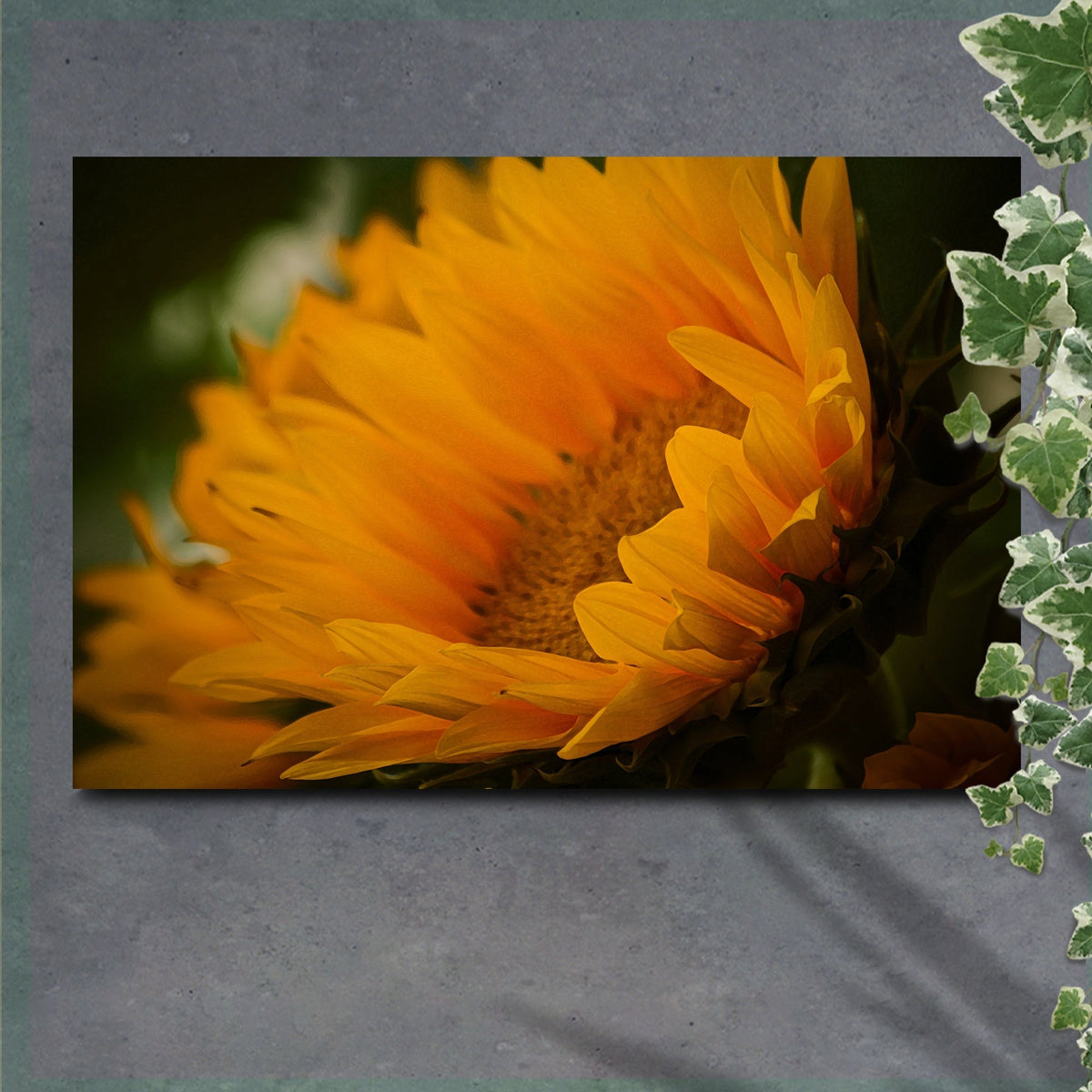 Last Of The Sunflowers Canvas Wall Art