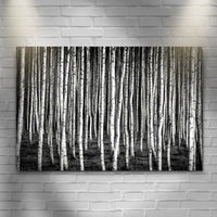 Monochrome Birch Trees Canvas Wall Art