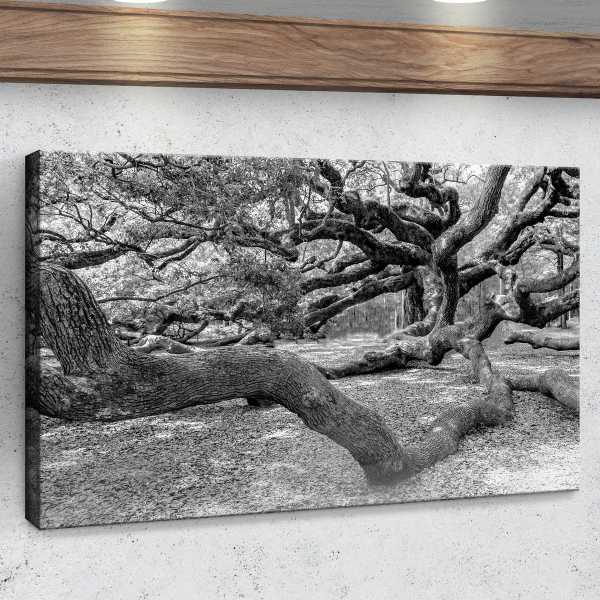 Monochrome Angel Oak Tree Canvas Wall Art II