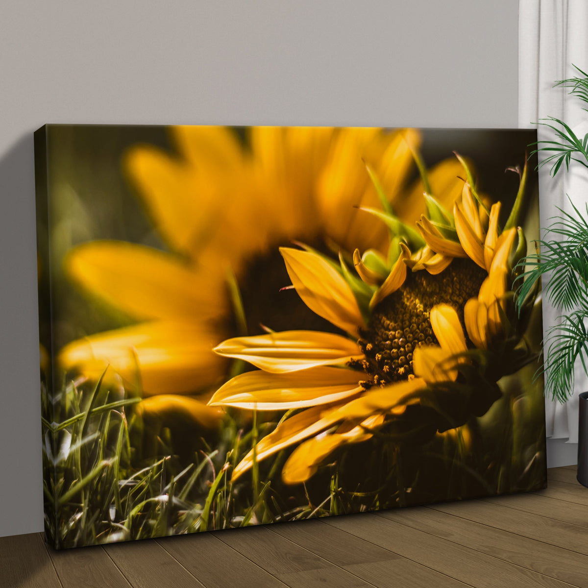 Macro Sunflower Canvas Wall Art