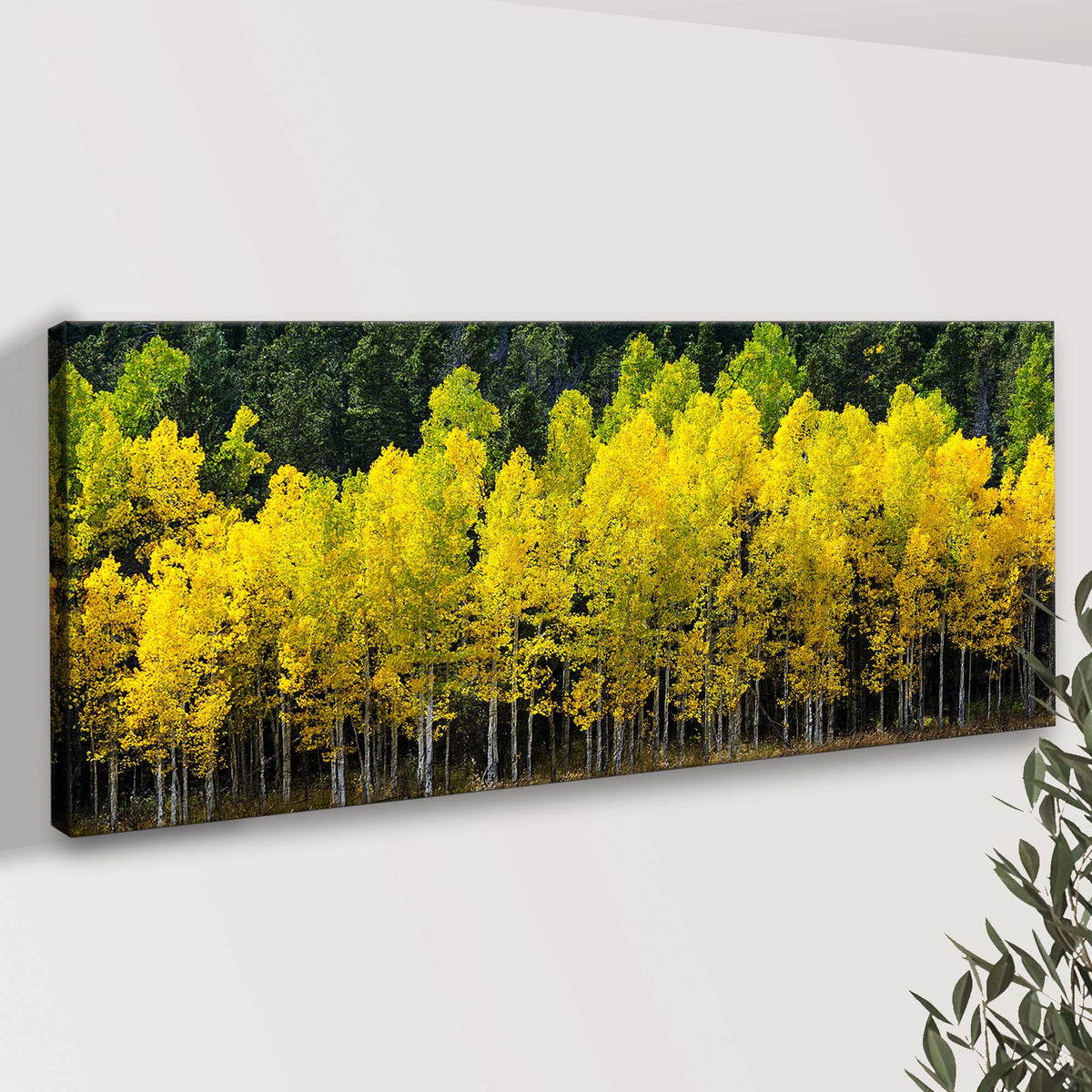Colorado Aspen Grove Canvas Wall Art