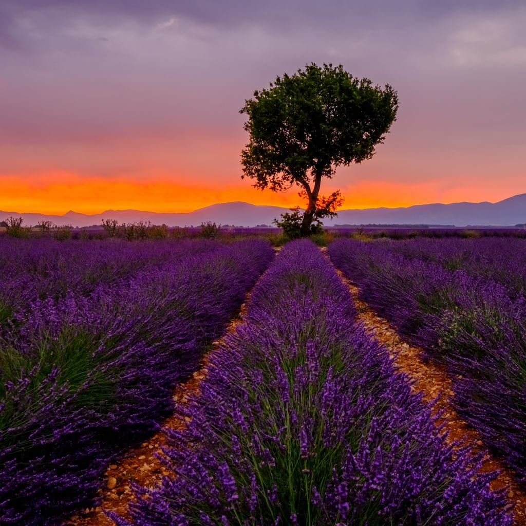 Provence Sunset Canvas Wall Art