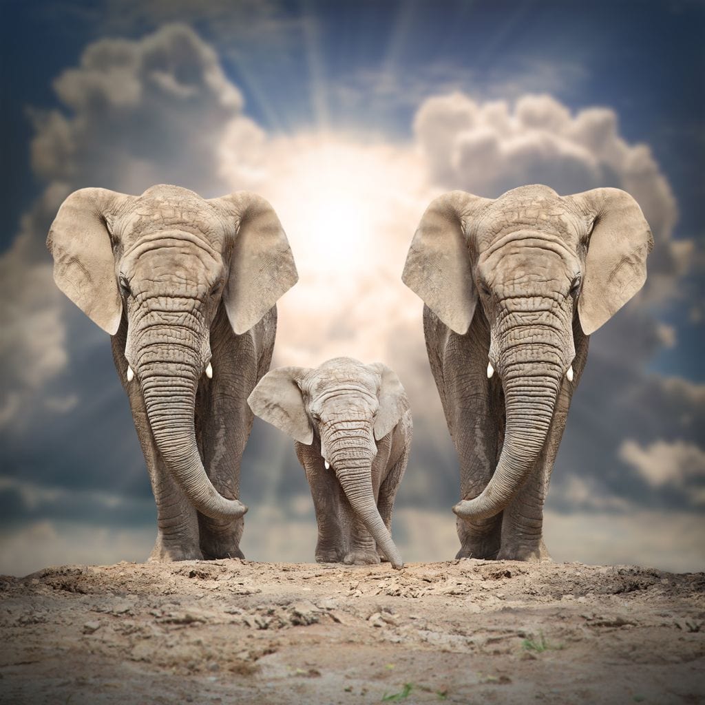 Elephant Family Under the Sun Canvas Wall Art