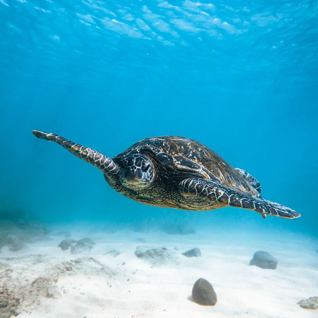 Blue Turtle Canvas Wall Art
