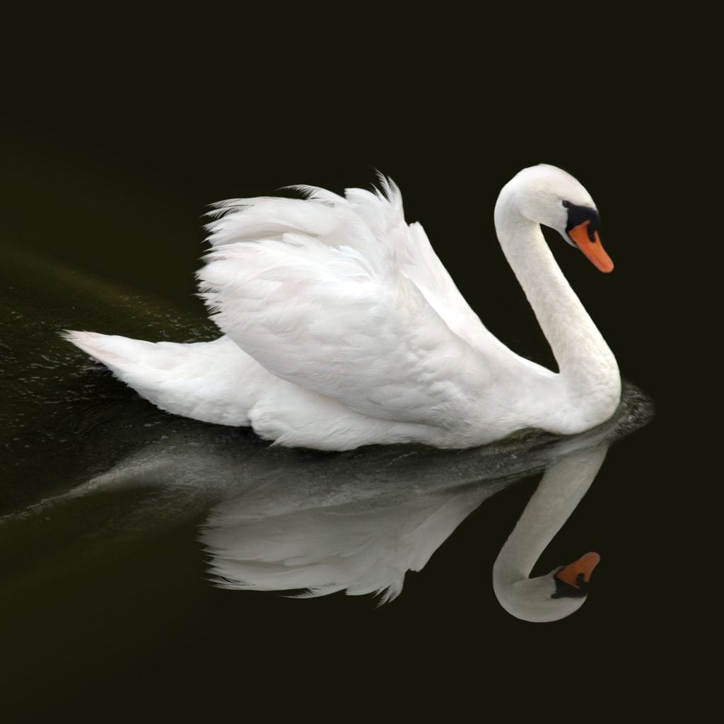 Swan Canvas Wall Art
