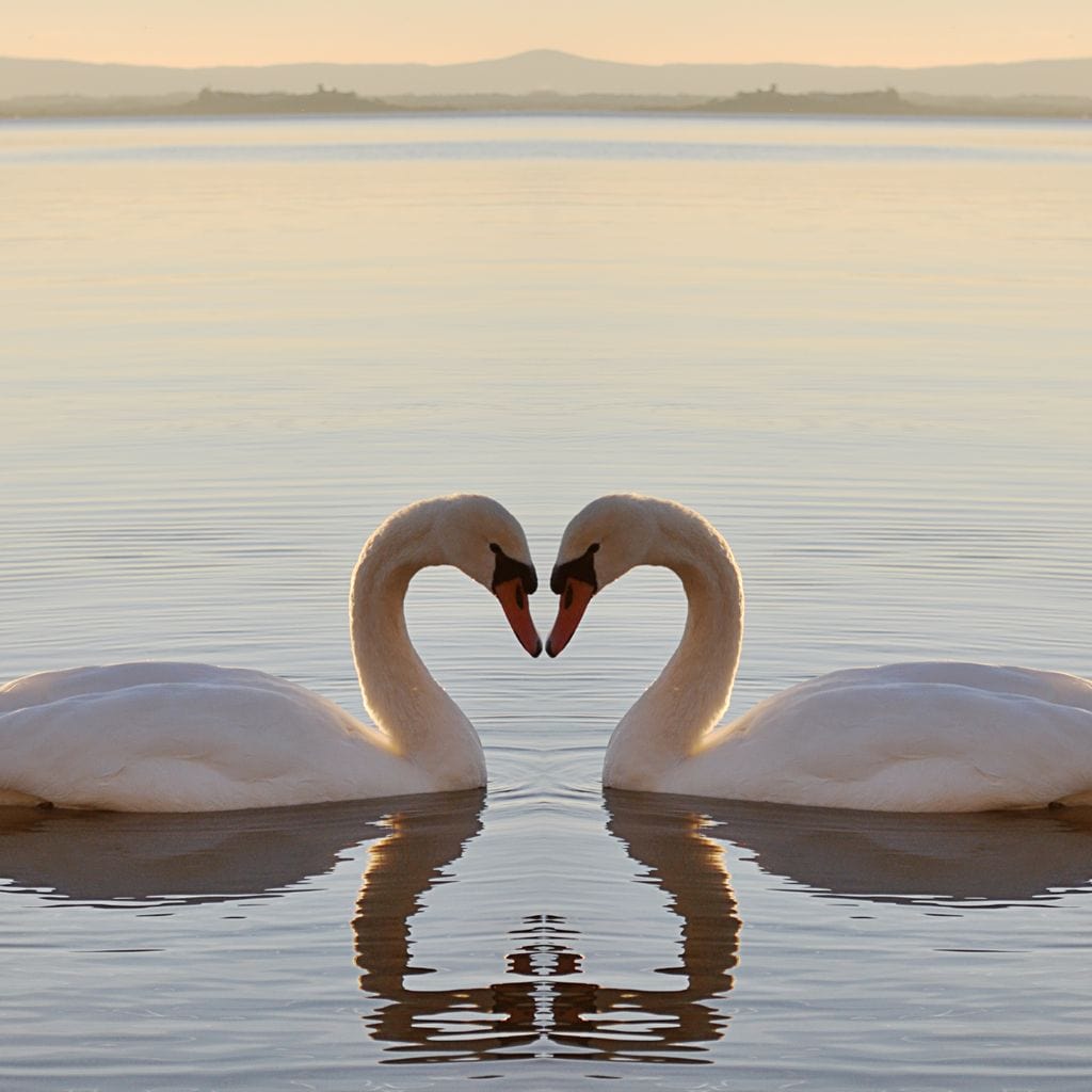 Swans On The Lake Canvas Wall Art