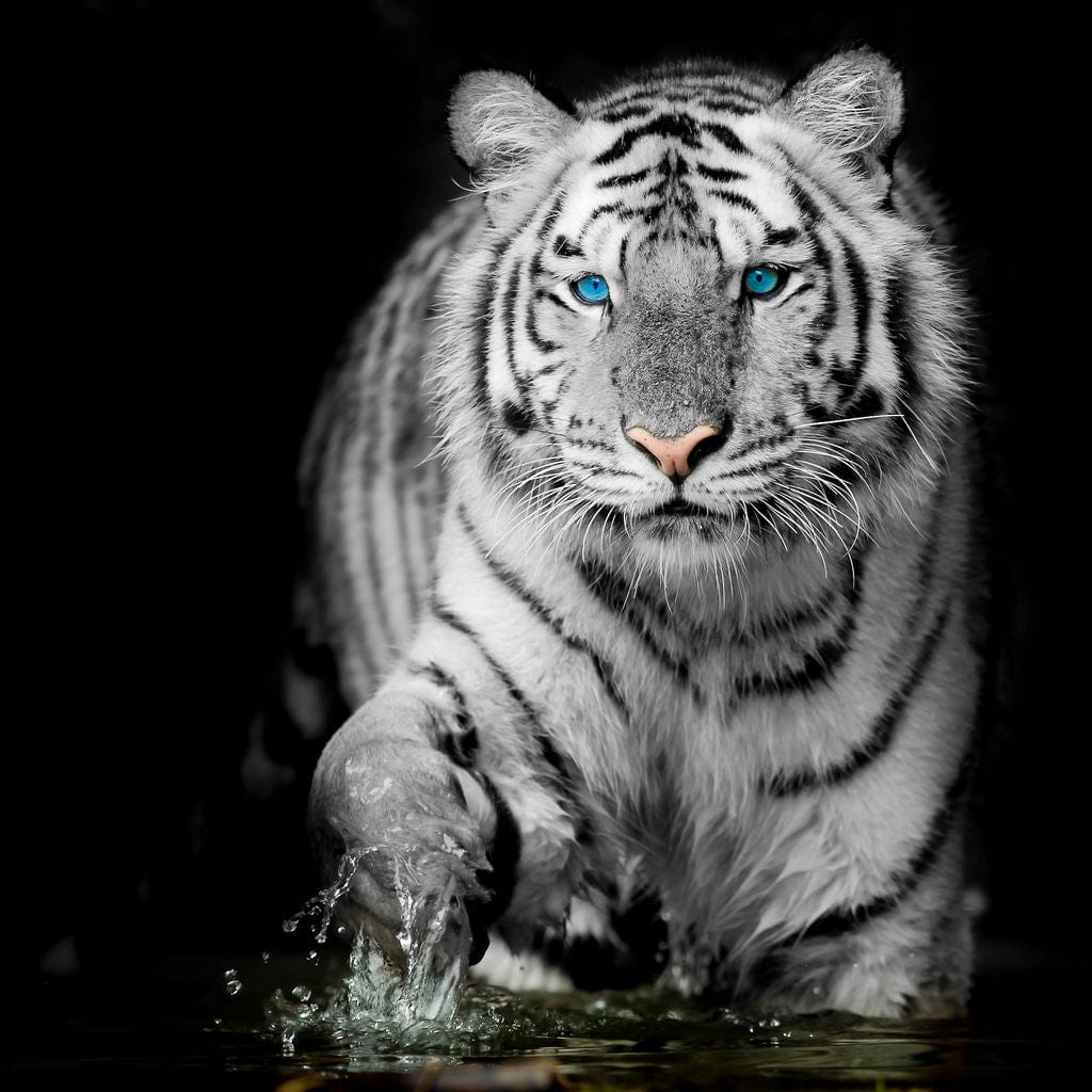 Blue Eyed Snow Tiger Canvas Wall Art
