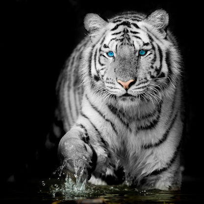 Blue Eyed Snow Tiger Canvas Wall Art