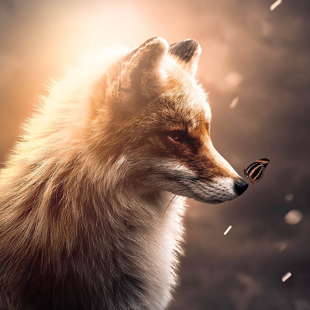 Fox Butterfly Glow Canvas Wall Art