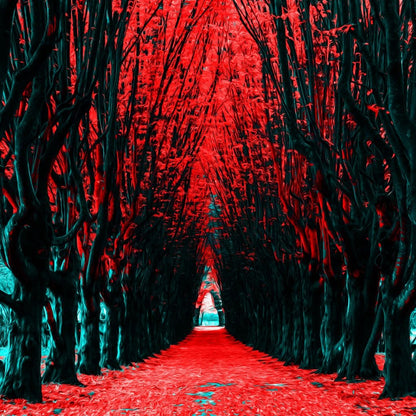 A Walk to Remember Canvas Wall Art