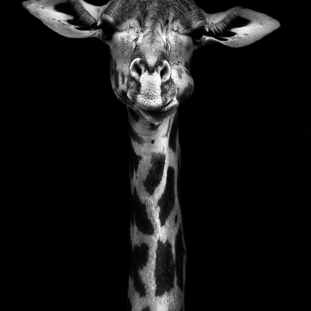 Black and White Giraffe Canvas Wall Art