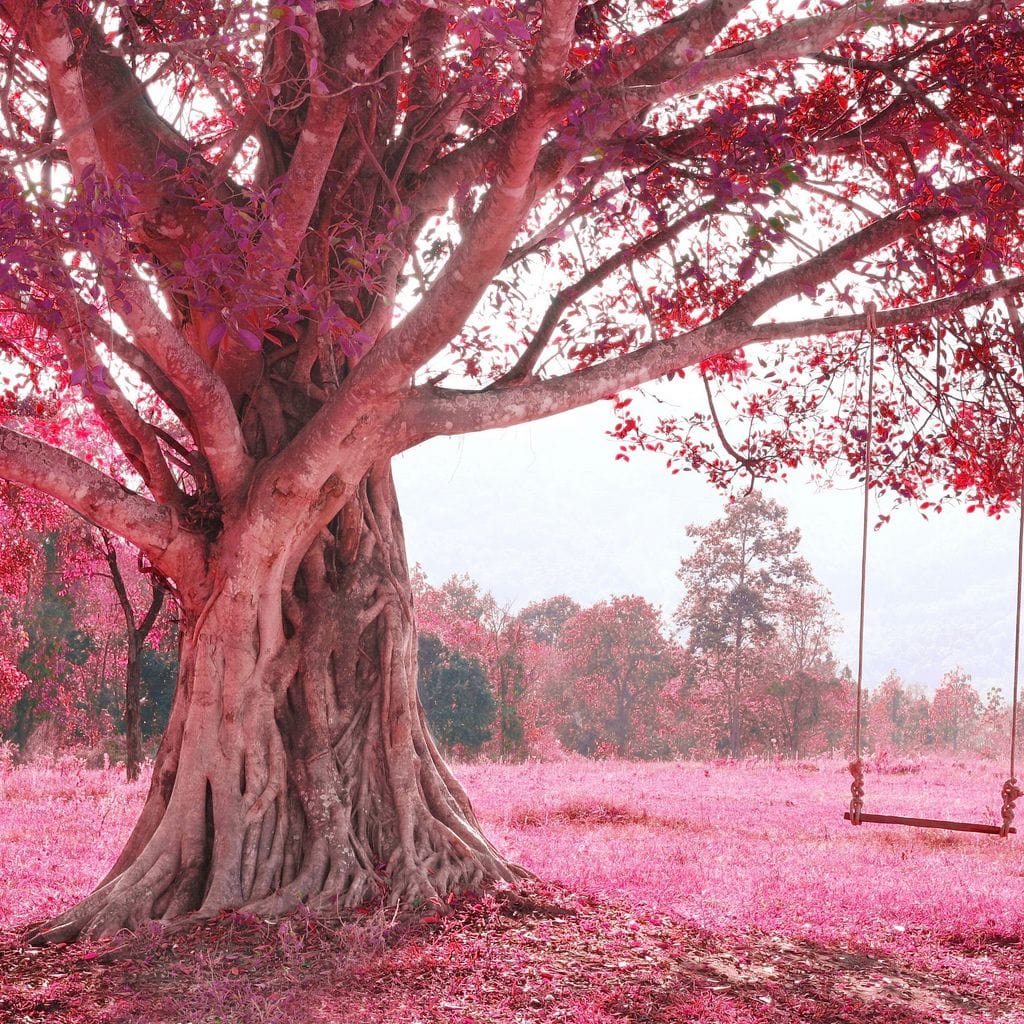 Romantic Cherry Blossom Canvas Wall Art