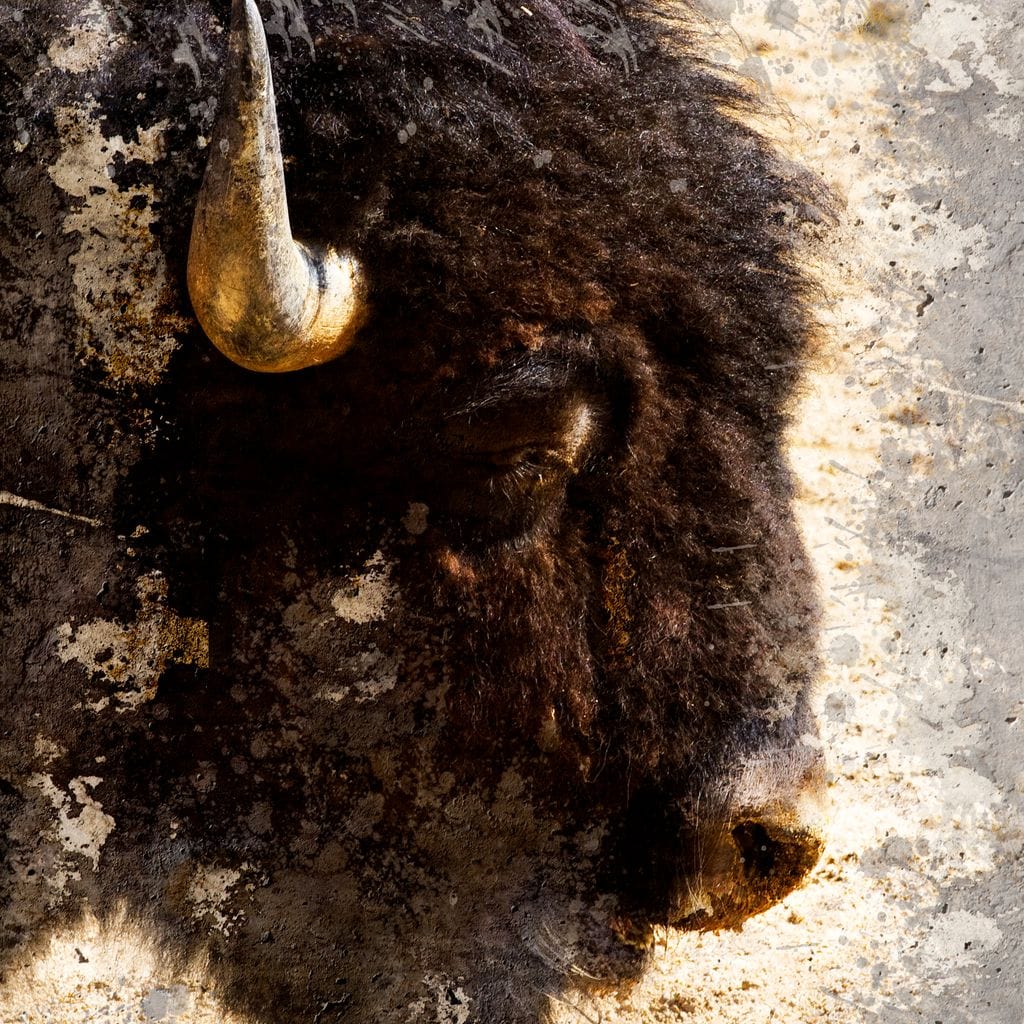 American Bison Canvas Wall Art