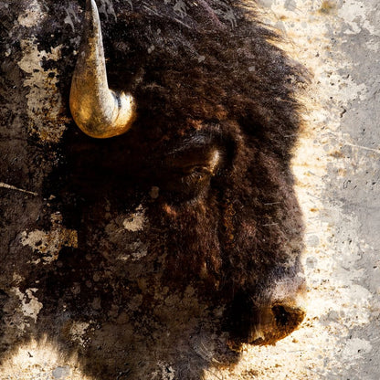 American Bison Canvas Wall Art