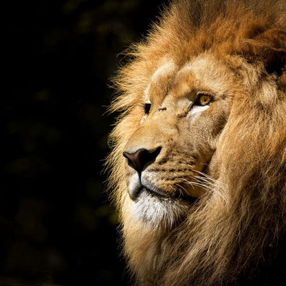 Lion View Canvas Wall Art