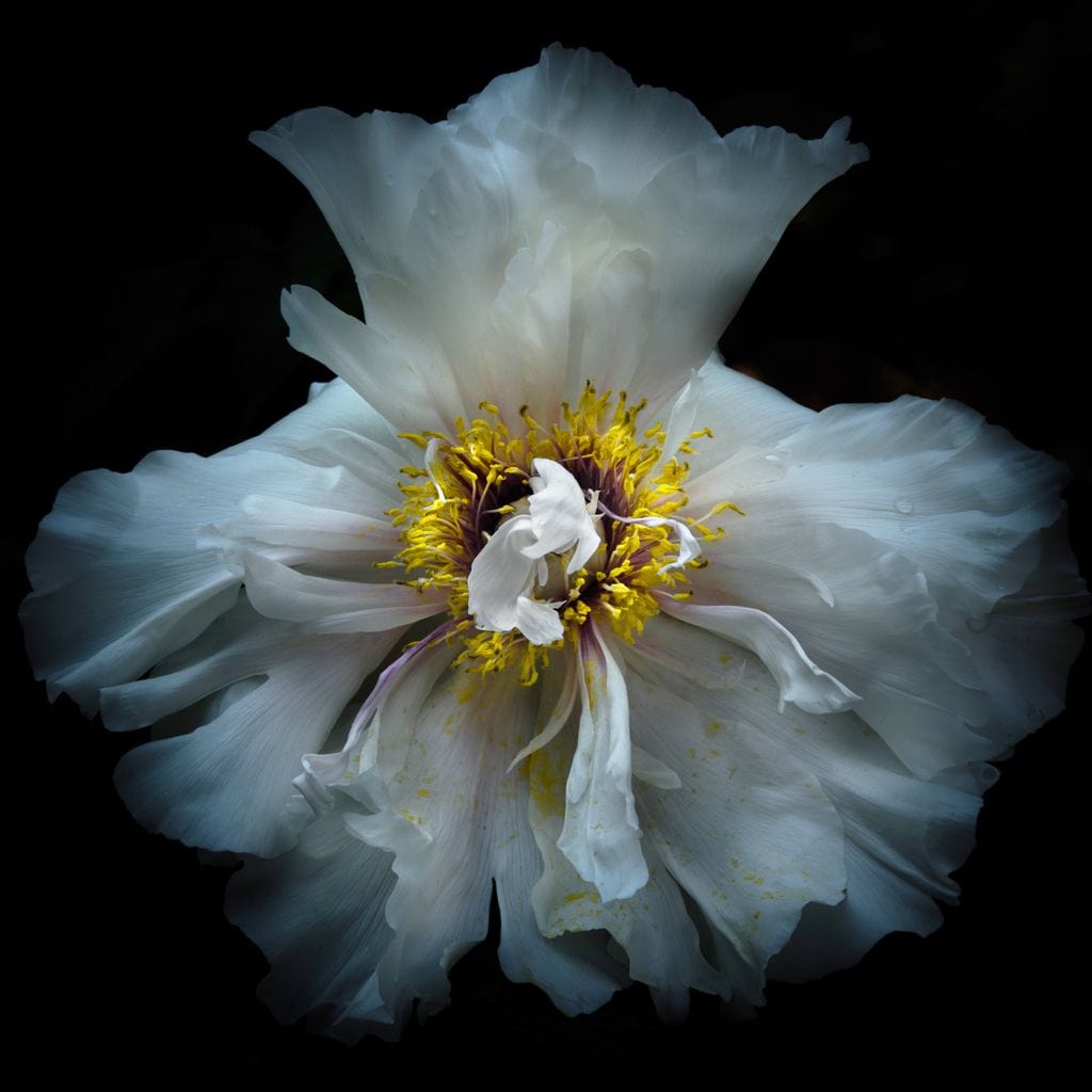 Backyard Flowers Series 4 Canvas Wall Art